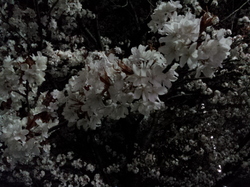 20120409_233452.jpg